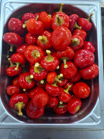 Peperoncini piccanti in aceto