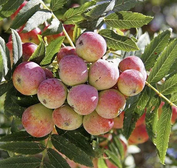 Sorbe Confezione 1,5 Kg